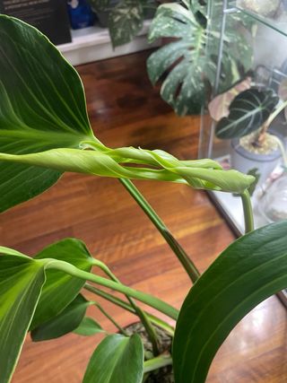 Monstera Burle Marx Flame XL