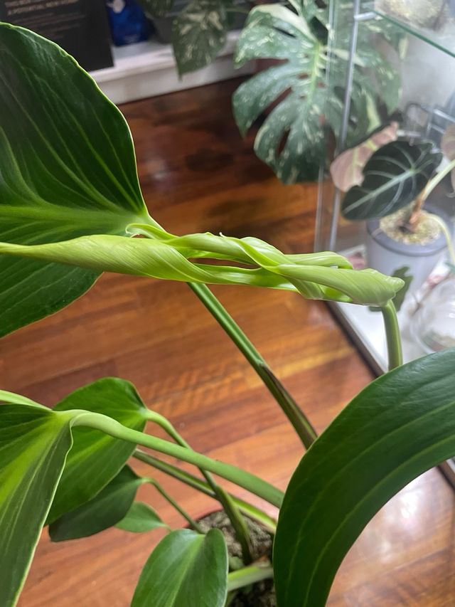 Monstera Burle Marx Flame XL