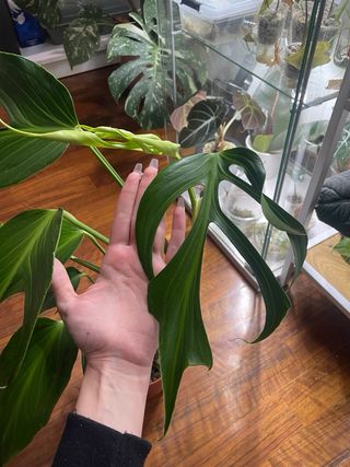 Monstera Burle Marx Flame XL