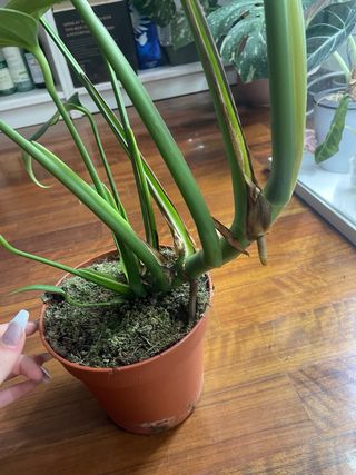 Monstera Burle Marx Flame XL