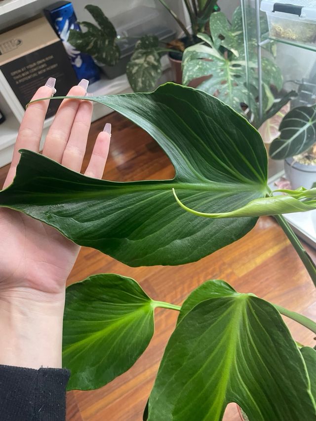 Monstera Burle Marx Flame XL