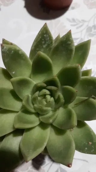 Pianta succulenta Echeveria