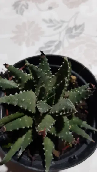 Pianta succulenta in vaso