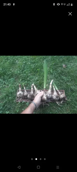 Bulbi di belladonna 1,20 cadauno