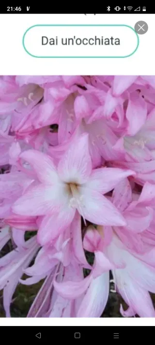 Bulbi di belladonna 1,20 cadauno