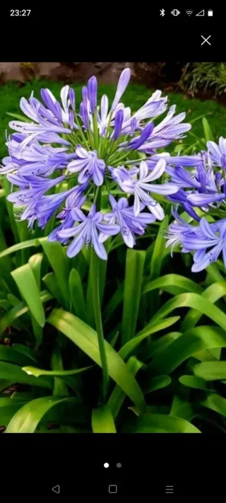 Piante Agapanthus 3 euro cadauno