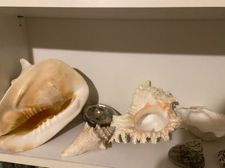 Conchiglie decorative miste