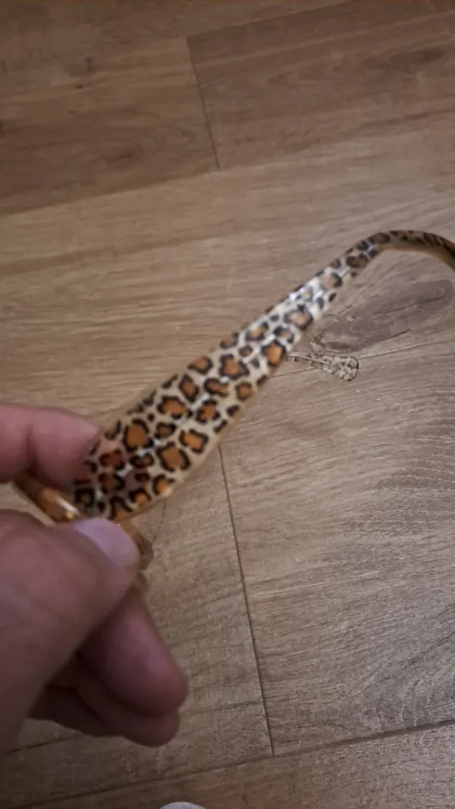 Gafas Jean Lafont Leopardo