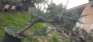 Bonsai Ginepro Comune