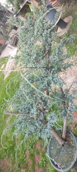Bonsai Ginepro Comune