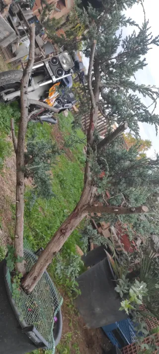 Bonsai Ginepro Comune