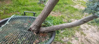 Bonsai Ginepro Comune