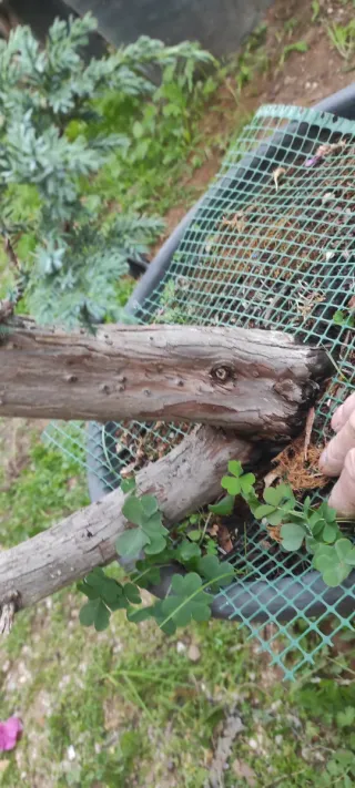 Bonsai Ginepro Comune