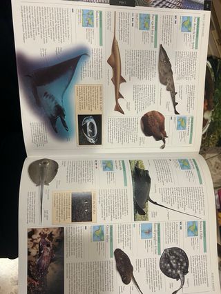 Grande enciclopedia per ragazzi - Animali