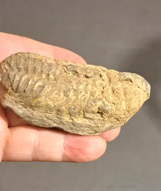 Lotto fossili: trilobiti, dente,masasatauro operc