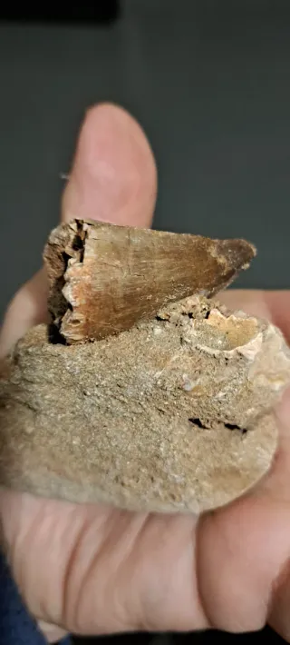 Lotto fossili: trilobiti, dente,masasatauro operc