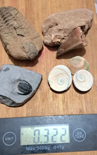Lotto fossili: trilobiti, dente,masasatauro operc
