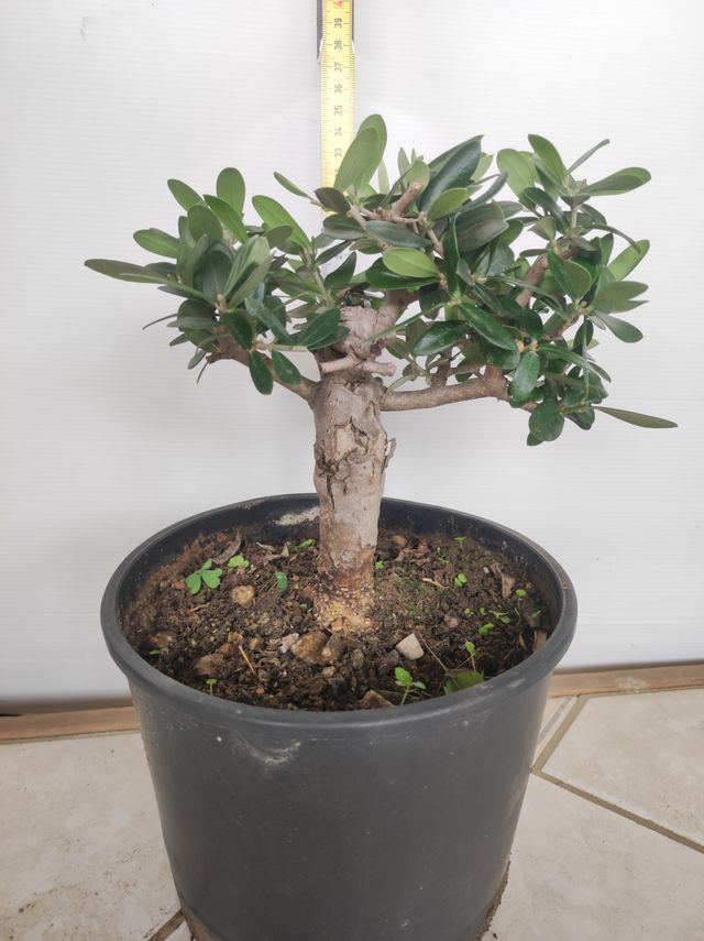 Ulivo prebonsai U11