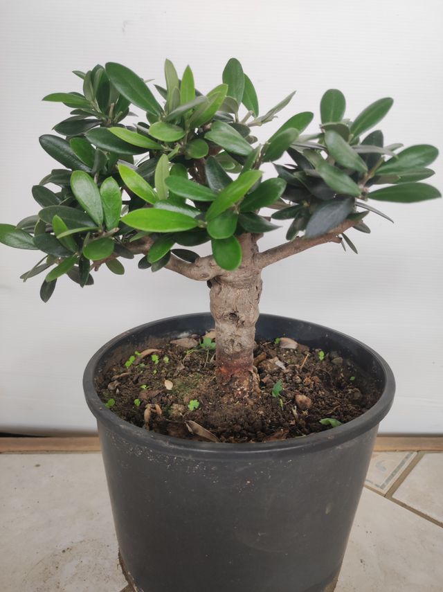 Ulivo prebonsai U11