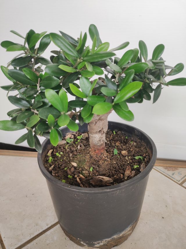 Ulivo prebonsai U11