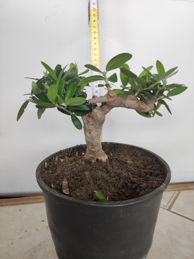 Ulivo prebonsai U12