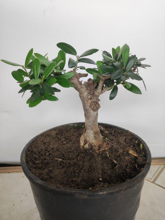 Ulivo prebonsai U12