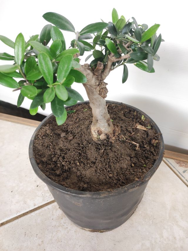 Ulivo prebonsai U12