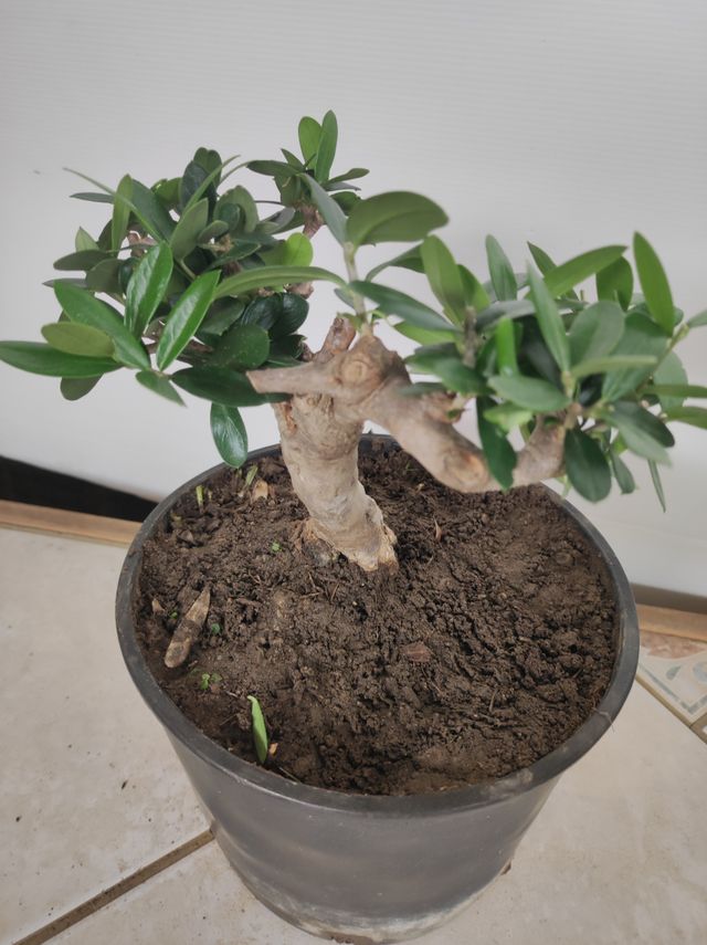 Ulivo prebonsai U12