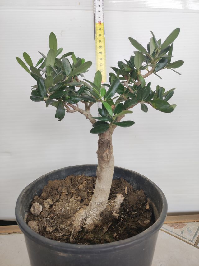 Ulivo prebonsai U14