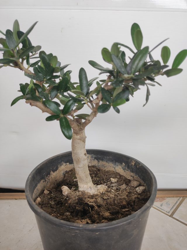 Ulivo prebonsai U14