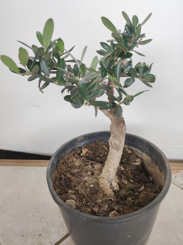 Ulivo prebonsai U14