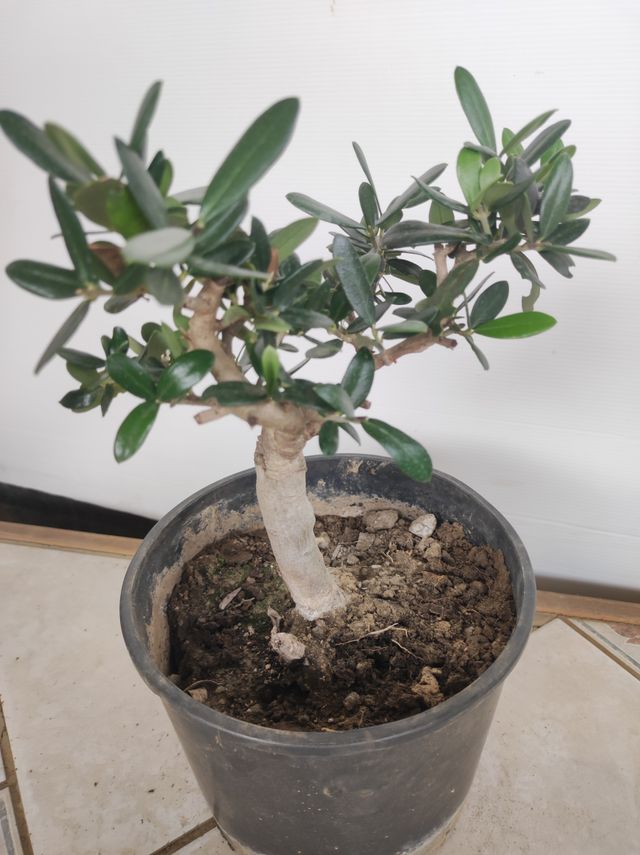 Ulivo prebonsai U14