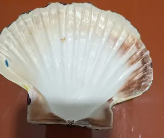 Vieira decorada pintada a mano