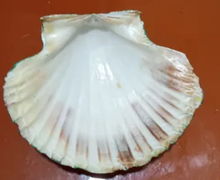 Vieira pintada a mano