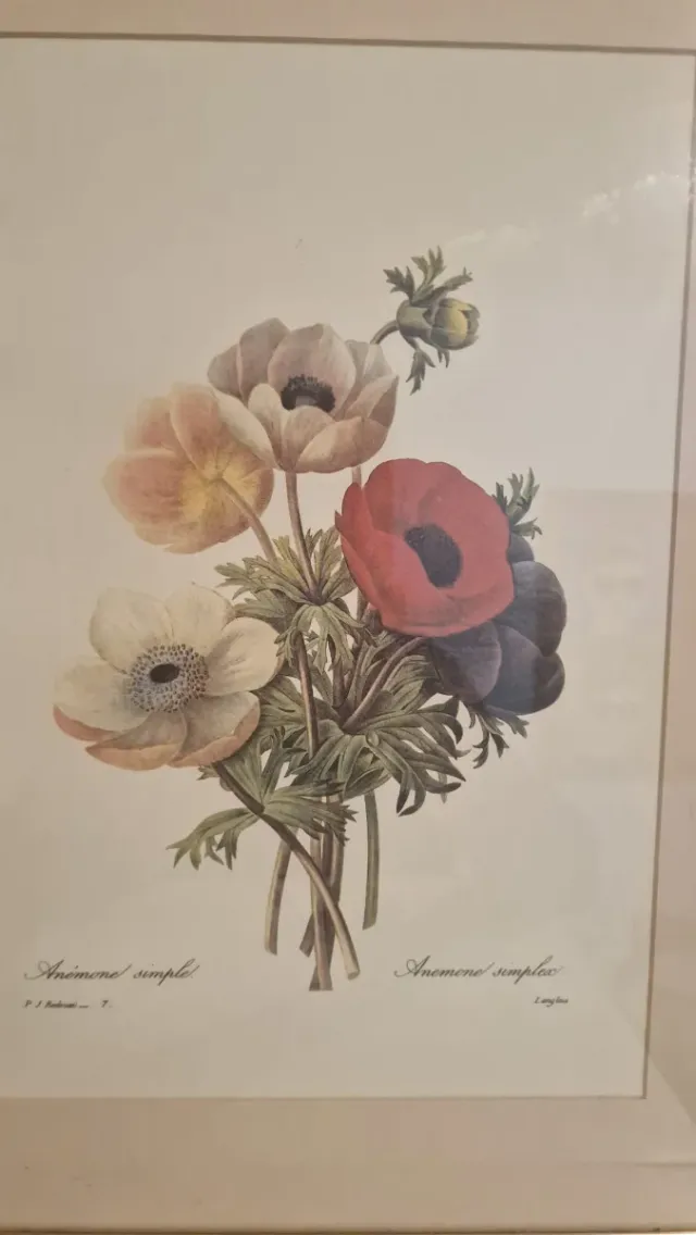 Set de 4 Cuadros Florales Anémonas y Pensamientos