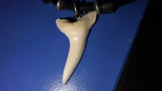 Dente Squalo Mako Australiano