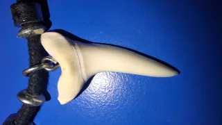 Dente Squalo Mako Australiano