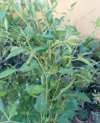 Planta de Jalapeños con frutos