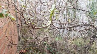 Solar en venta en Sant Joan-Vilarromà en Palamós