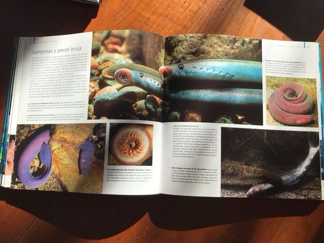 Océanos (Spanish Edition)