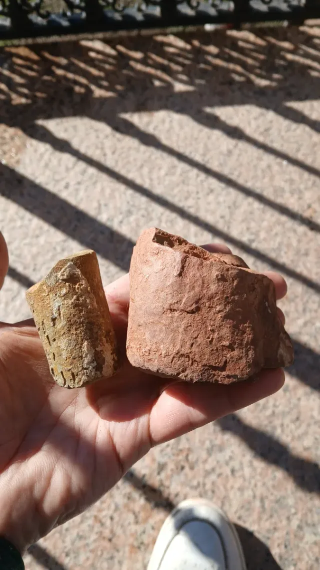 2 Fósiles Orthoceras sp.