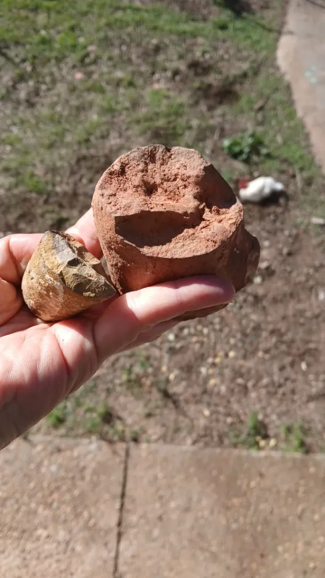 2 Fósiles Orthoceras sp.