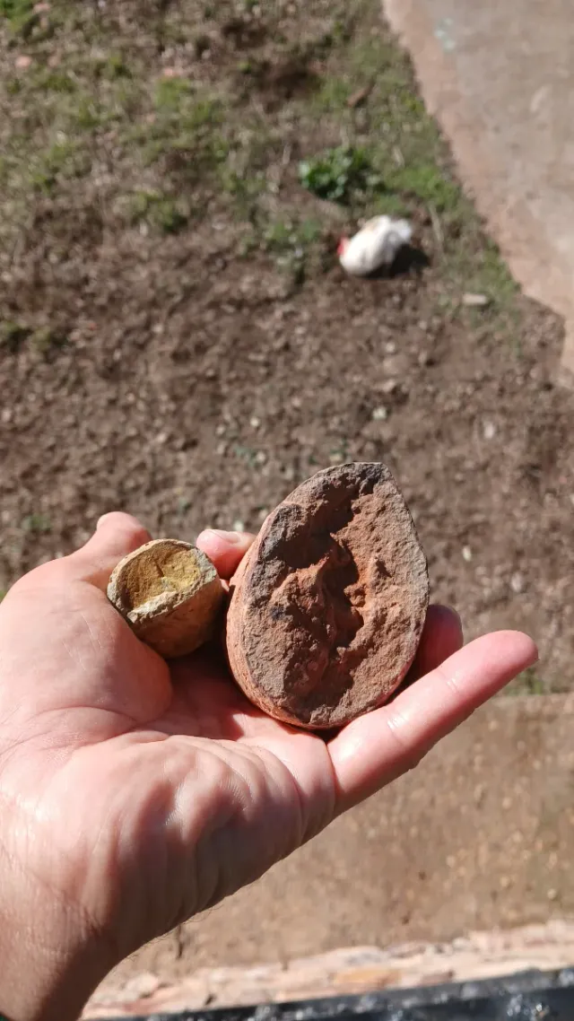 2 Fósiles Orthoceras sp.