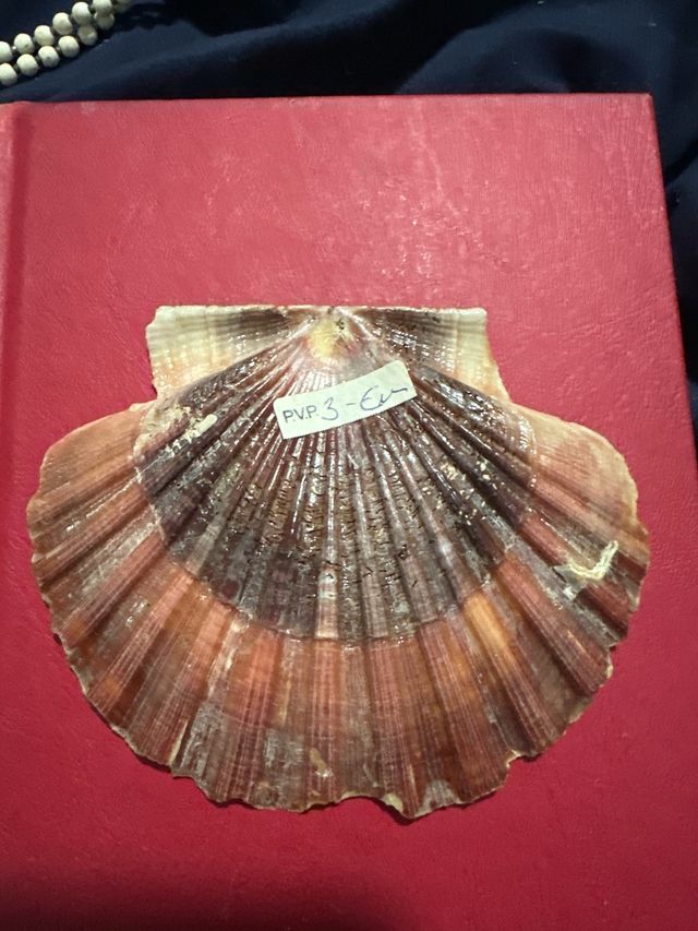 Concha marina PVP 3€