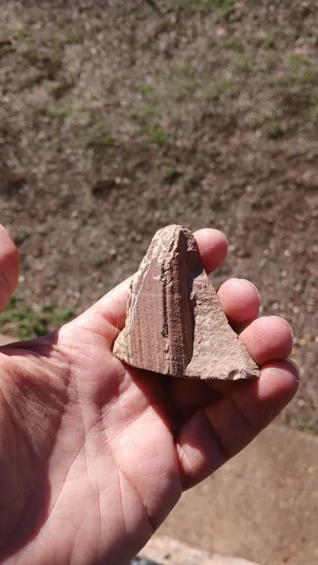 Fósil Daedalus rouault Ordovícico