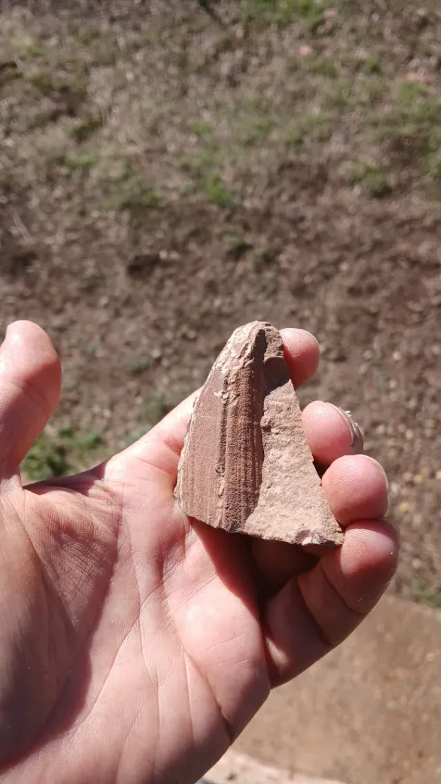 Fósil Daedalus rouault Ordovícico