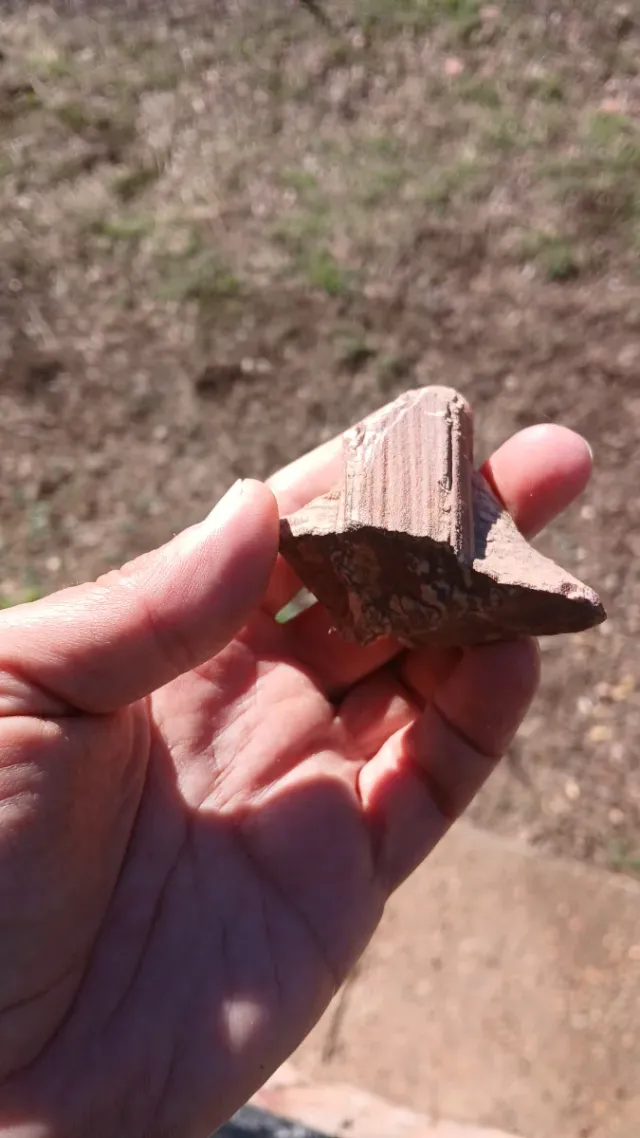 Fósil Daedalus rouault Ordovícico