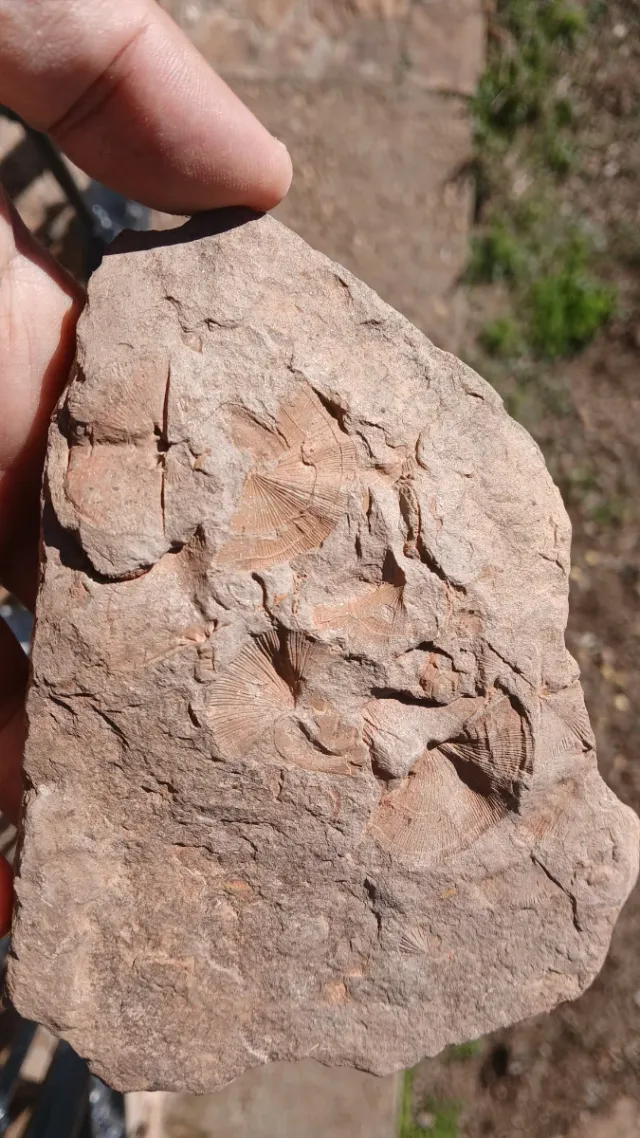 Pizarra con fósiles de braquiópodos