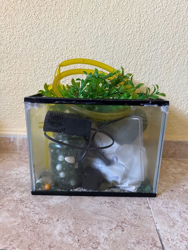 Pecera con accesorios