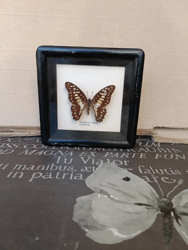 Farfalla Graphium Doson Postianus Incorniciata